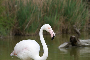 Pink flamingo bird in Camargue, France