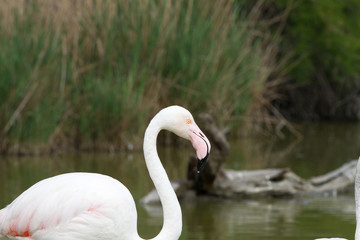 Pink flamingo bird in Camargue, France