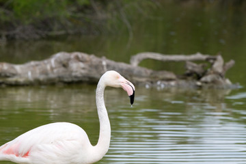 Pink flamingo bird in Camargue, France