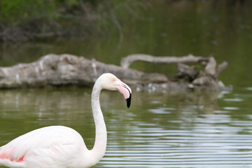 Fototapeta premium Pink flamingo bird in Camargue, France