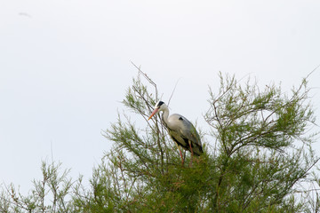 Grey Heron in a tree in Camargue