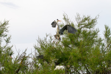 Grey Heron in a tree in Camargue