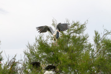Grey Heron in a tree in Camargue
