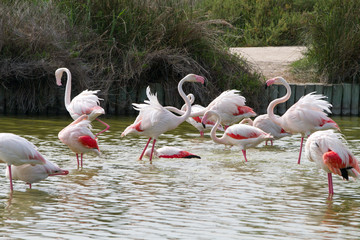 Flamingo wading birds in the water in Camargue natural park, on river Rhone, in Camargue, France