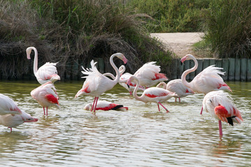 Flamingo wading birds in the water in Camargue natural park, on river Rhone, in Camargue, France