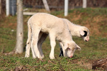 Obraz na płótnie Canvas Two little lambs standing on small hill and eating cold winter grass on warm sunny day