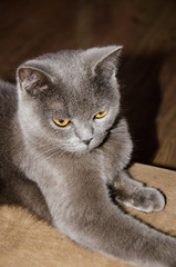 grey cat with yellow eyes