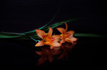 The concept of mourning. Orange lily flowers on a dark background. We remember, we mourn. Selective focus, close-up, side view, copy space.