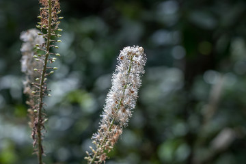 White plant close up 