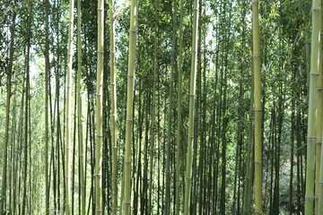 bamboo
