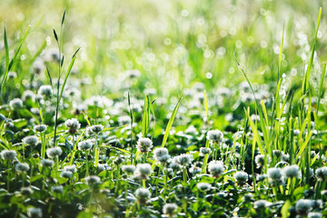 Many clovers in the field
