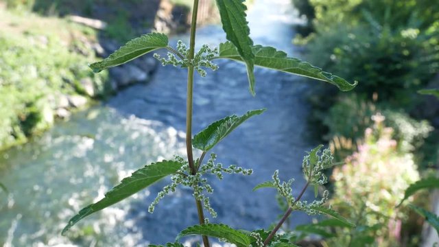 Lonelly nettle in front of creek.