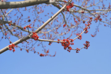 春　枝　空　素材