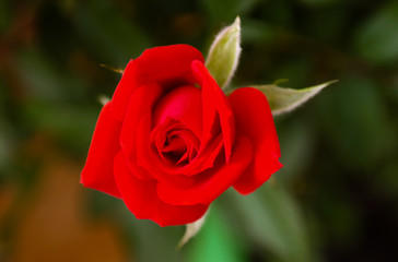Red rose - Rosa Vermelha