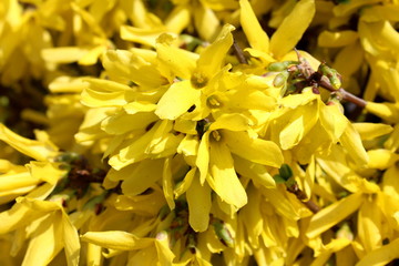 Forsythia or Easter tree bright yellow multiple flowers closeup with visible branches in background on warm sunny spring day