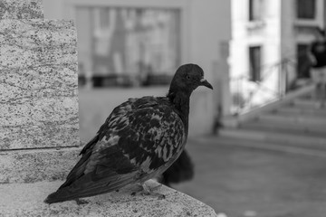 pigeon  portrait  in venice italy