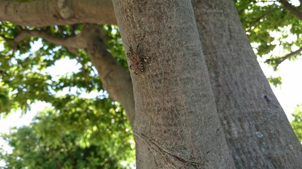 キマダラカメムシ　Stink bugs