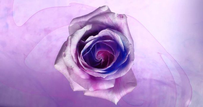 Top view of the colorful spreading paint on a beautiful spinning flower.