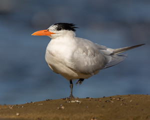 Royal Tern standing on one leg