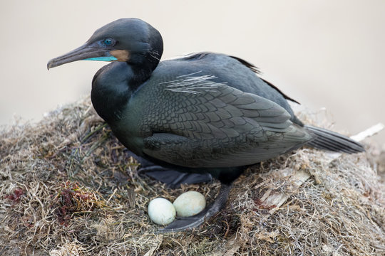 Brandt's Cormorant with eggs