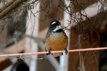 A Fantail bird native to New Zealand perched on a washing line.