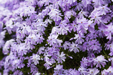 Emerald blue moss phlox flower are blooming