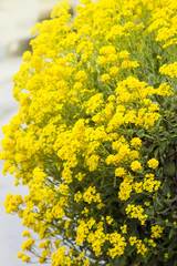 Close up yellow rapeseed flower (Brassica napus)
