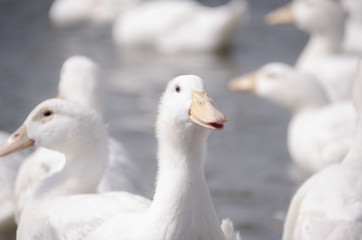 goose