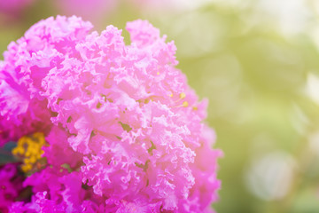 Pink crape myrtle flower ( lagerstroemia )  with yellow pollen