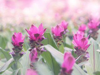 pink Siam tulip at the meadow