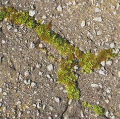 アスファルト　草　素材