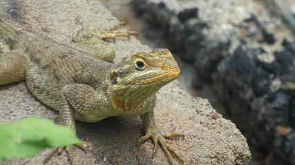 lizard