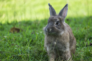 Naklejka na ściany i meble Baby rabbit in grass.