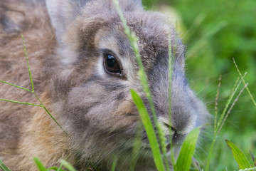 Baby rabbit in grass.