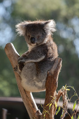 Koala sitting in tree looking straight ahead