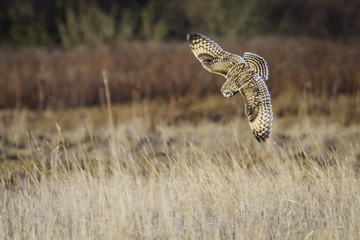 Clear Intention, Short-eared Owl