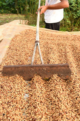 Coffee beans dried in the sun, Coffee beans raked out for drying prior to roasting
