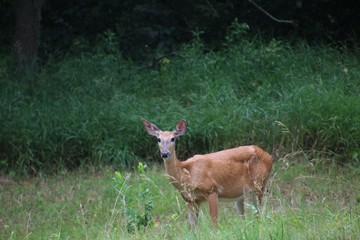 Doe, a Deer