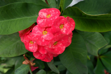 Euphorbia milli crown of thorns in nature
