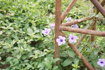 Ruellia tuberosa plant