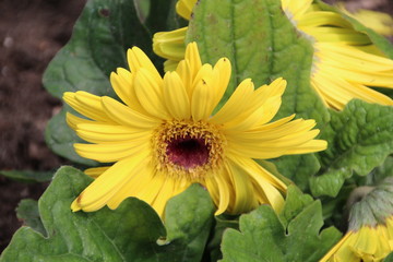 Yellow Flower, U of A Botanic Gardens, Devon, Alberta