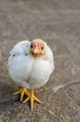 Close up of the little chick on the ground.