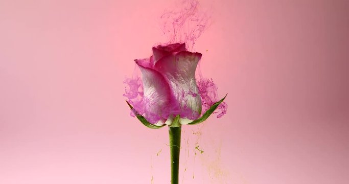 Colorful drops falling on a beautiful rose against pink background.