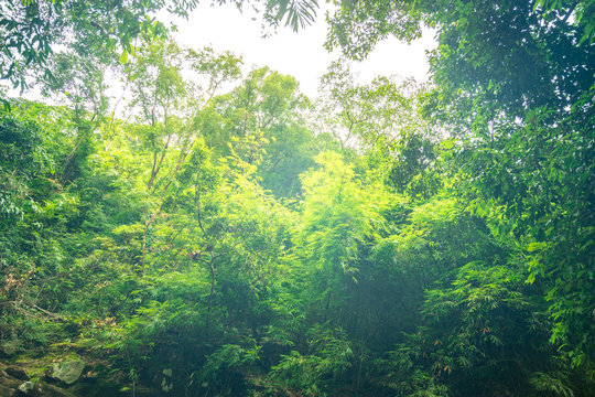 Fototapeta vintage filter on green tree forest