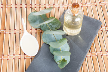 Leaves of silver eucalyptus (Eucalyptus cinerea)