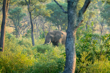 Elefanten (Elephantidae), Südafrika, Afrika