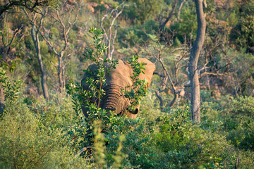 Elefanten (Elephantidae), Südafrika, Afrika