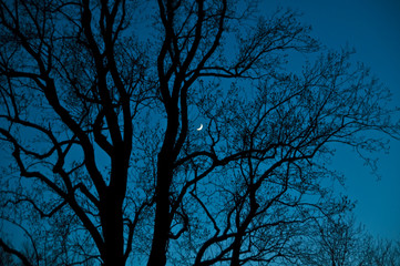 Blue Moon Night
