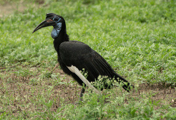 Abyssinian ground hornbill poses for a side profile