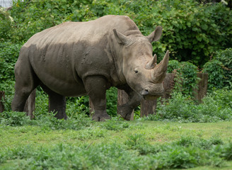 adult female rhino has finished her mud bath